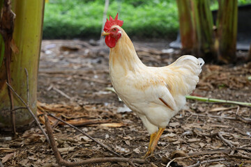The Baby Rhode Island is stand up in garden at thailand