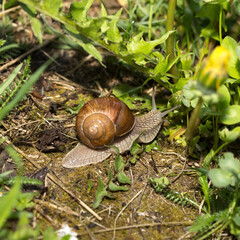 Grape snail early morning