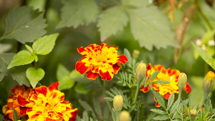 The first spring flowers