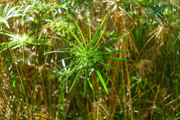 fleur de papyrus et nature