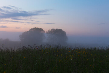 Two trees on the horizon in fog and grass in front. Violet sunset.