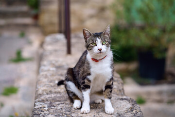 Joli chat tigré tacheté, assis dans la rue.