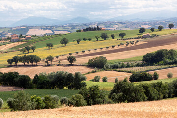Fototapeta na wymiar Monteluponem Macerata, Marche. Paesaggio agricolo con quinte di coltura a grano, prato e bosco,