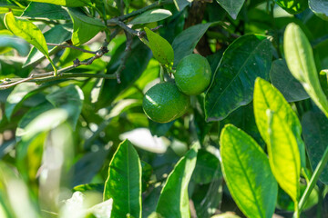 Organic and fresh green limes on tree at sunny day.