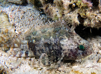 A False Scorpionfish (Centrogenys vaigiensis)