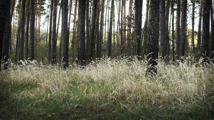 thickets of tall dry forest grass in the forest