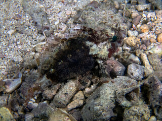 A False Scorpionfish (Centrogenys vaigiensis)