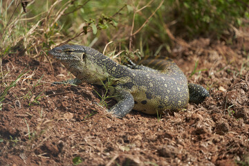 Nile monitor Varanus niloticus large member of monitor family Varanidae 