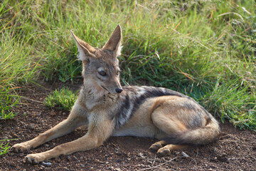 Obraz premium Golden Jackal Canis Aureus Safari Wild Portrait