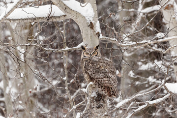 Great Horned owl in Snow