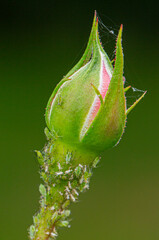 small black aphid on a green leaf in the open air close up