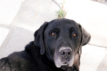 Portrait of an old black Labrador dog.