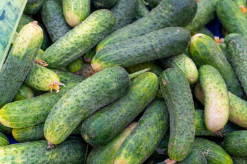 Cucumbers in local farmer's market at İzmir Turkey.