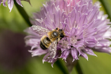 Honey bee on a small pink flower.