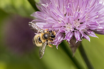 Small bee gathers pollen.