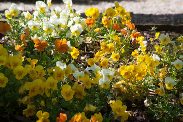 Colorful Pansies in the sunshine