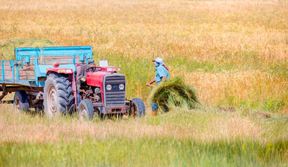 Old farmer taking straw with a hay fork in the background golden wheat field