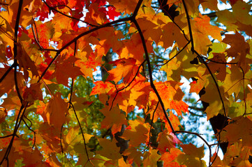 autumn maple leaves