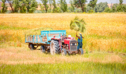 Fototapeta premium Old farmer taking straw with a hay fork in the background golden wheat field