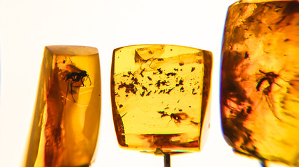 Fragments of amber close-up. Natural amber with pieces of antiquities inside.