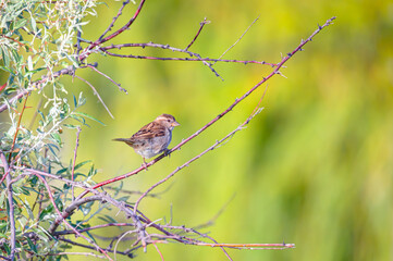 Tree spring sparrow bird on a branch