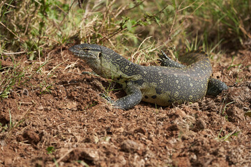 Nile monitor Varanus niloticus large member of monitor family Varanidae 