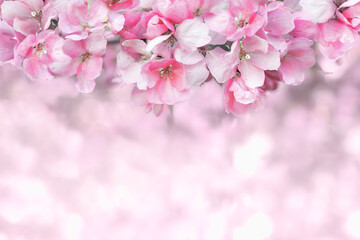 fruit tree blooms in spring, pink flowers on a cherry or apple tree, tender spring blurred background, copy space for text