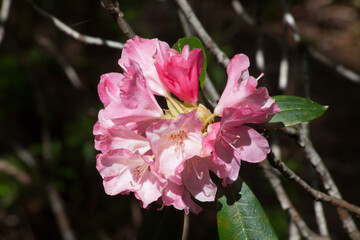 Purple Azalea in the sunshine
