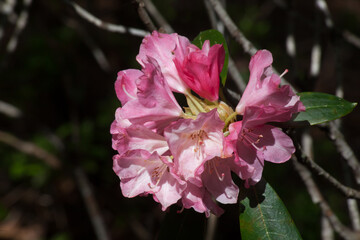 Obraz premium Pink Rhododendron