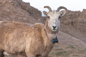 Naklejka na ściany i meble Female collared bighorn sheep in the badlands. 