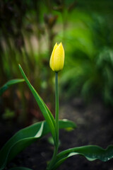 yellow tulip in the garden