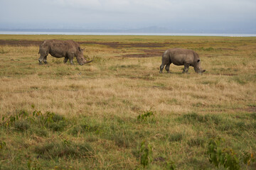 Fototapeta premium Rhino Baby and Mother- Rhinoceros with Bird White rhinoceros Square-lipped rhinoceros Ceratotherium simum 
