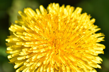 yellow dandelion flower