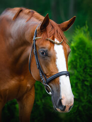 closeup portrait of stunning chestnut budyonny dressage gelding horse posing in black leather bridle with handmade browband with gold beads and black zircon