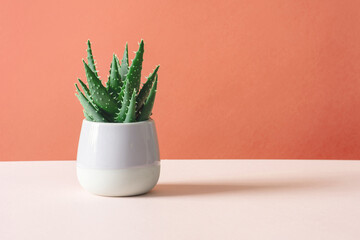 Aloe cactus on pastel background succulent plant in pot copy space Minimal summer still life concept