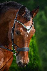 portrait of beautiful gelding horse in bridle on forest background in summer