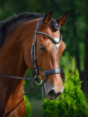 Fototapeta premium portrait of beautiful gelding horse in bridle on forest background in summer