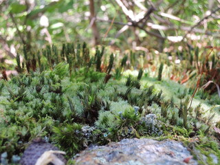 moss on the stone