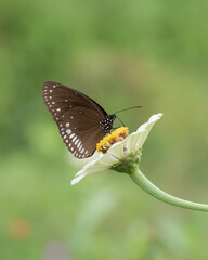 Common Crow butterfly