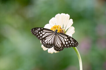 Blue Tiger butterfly with wings open
