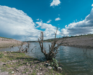 dead tree on the shore of lake