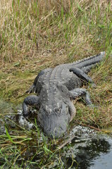 Alligator in Florida marsh