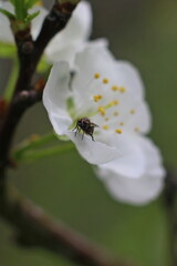 fly on flower	