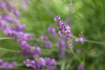 Lavender plant flowers in full bloom.