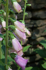 Obraz premium Purple flowers outdoors