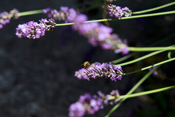 A honey bee pollinator drinks nectar from lavender flowers.
