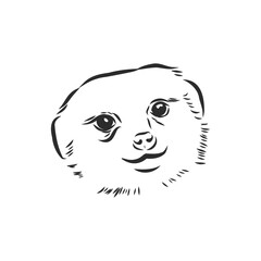 meerkat icon. animal sign, meerkat animal, vector sketch illustration