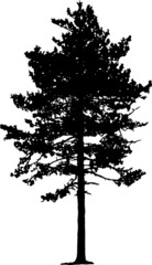 Illustration with pine tree silhouette isolated on white background