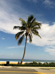 Palm tree, Florida