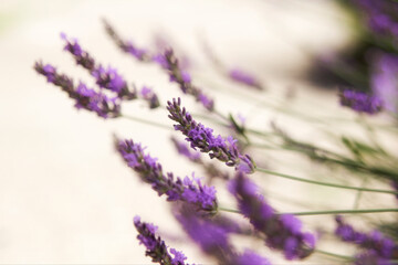 Lavender plant flowers in full bloom.
